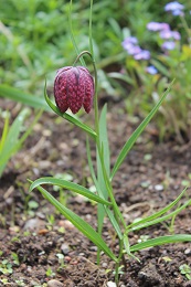 Fritillaria meleagris - 9cm pot